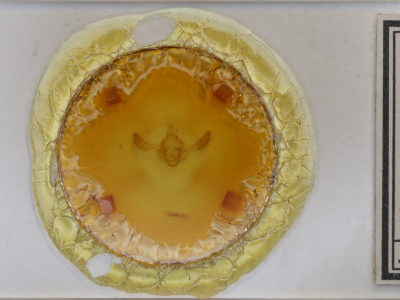 slide view of adult Tiliacea aurago