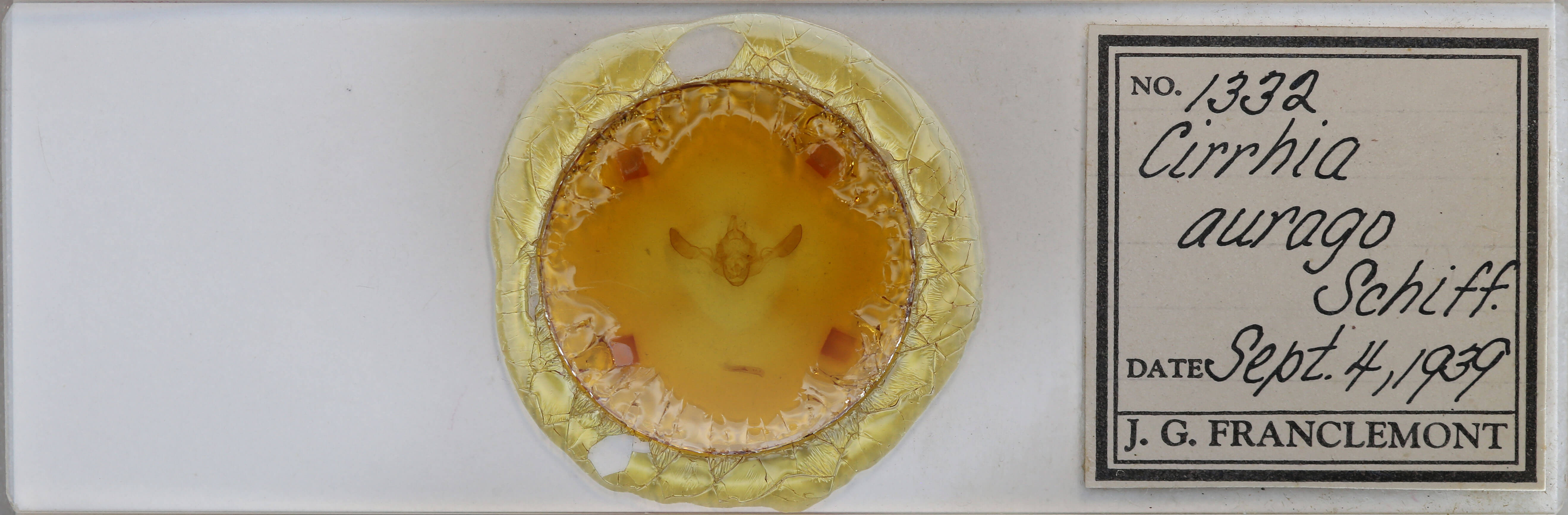 slide view of adult Tiliacea aurago