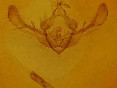 genitalia view of adult Tiliacea citrago