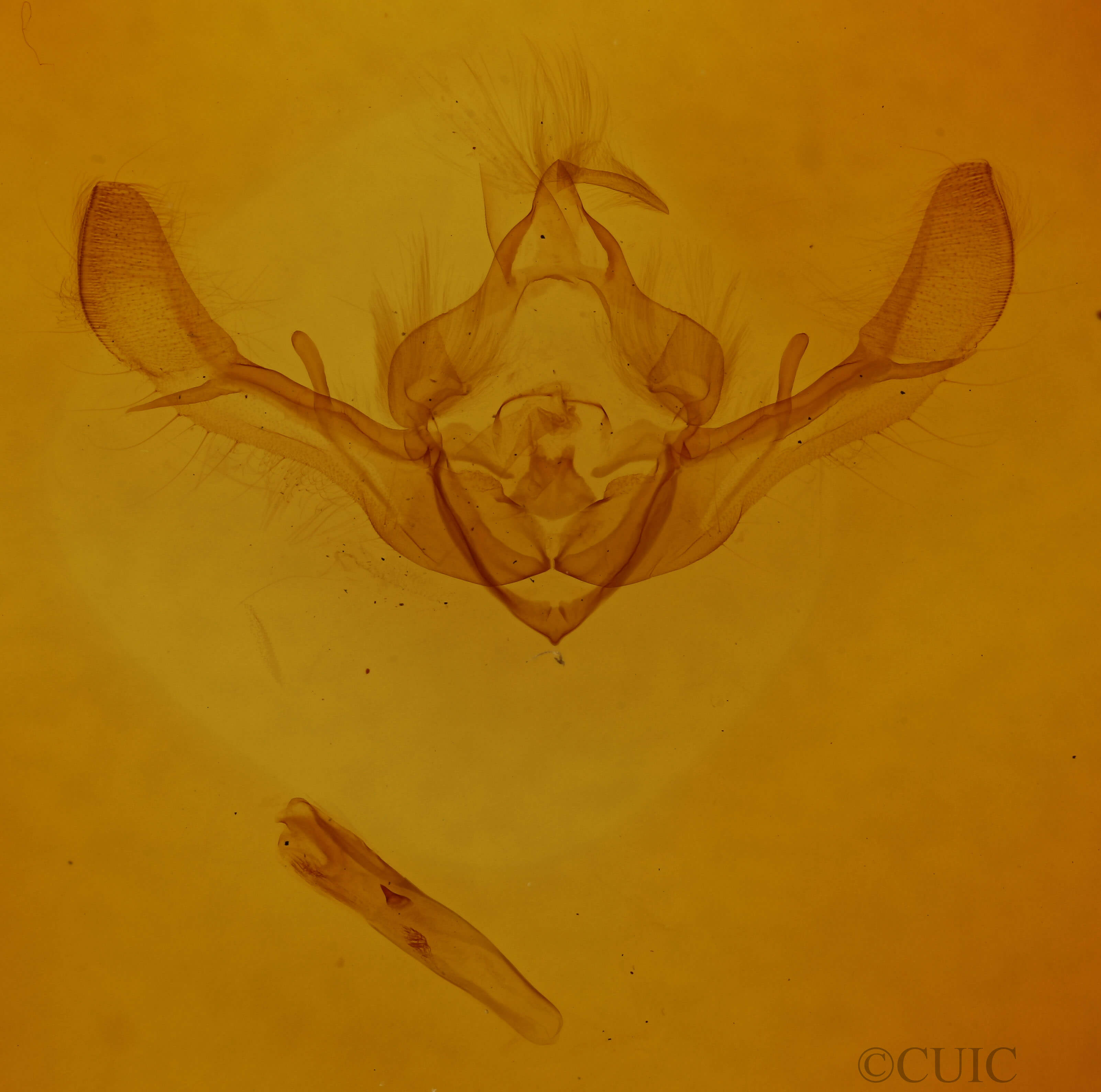 genitalia view of adult Tiliacea citrago