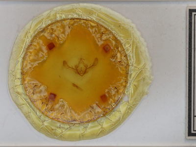 slide view of adult Tiliacea citrago