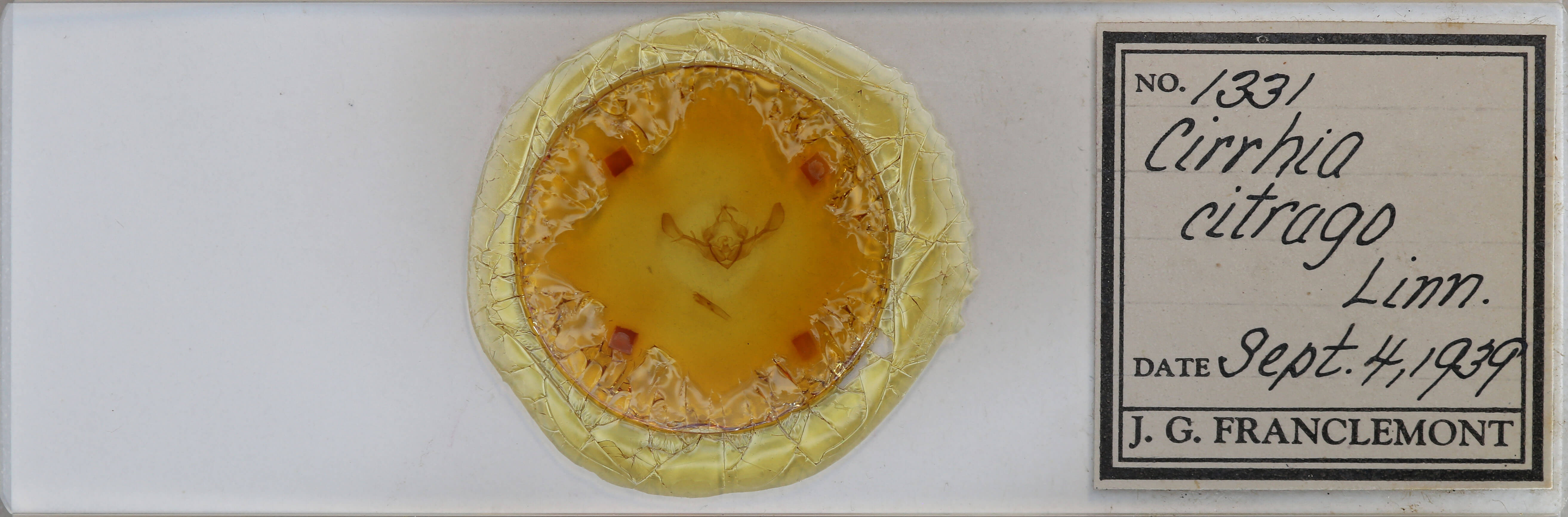 slide view of adult Tiliacea citrago