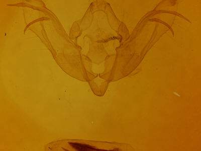 genitalia view of adult Tiliacea sulphurago