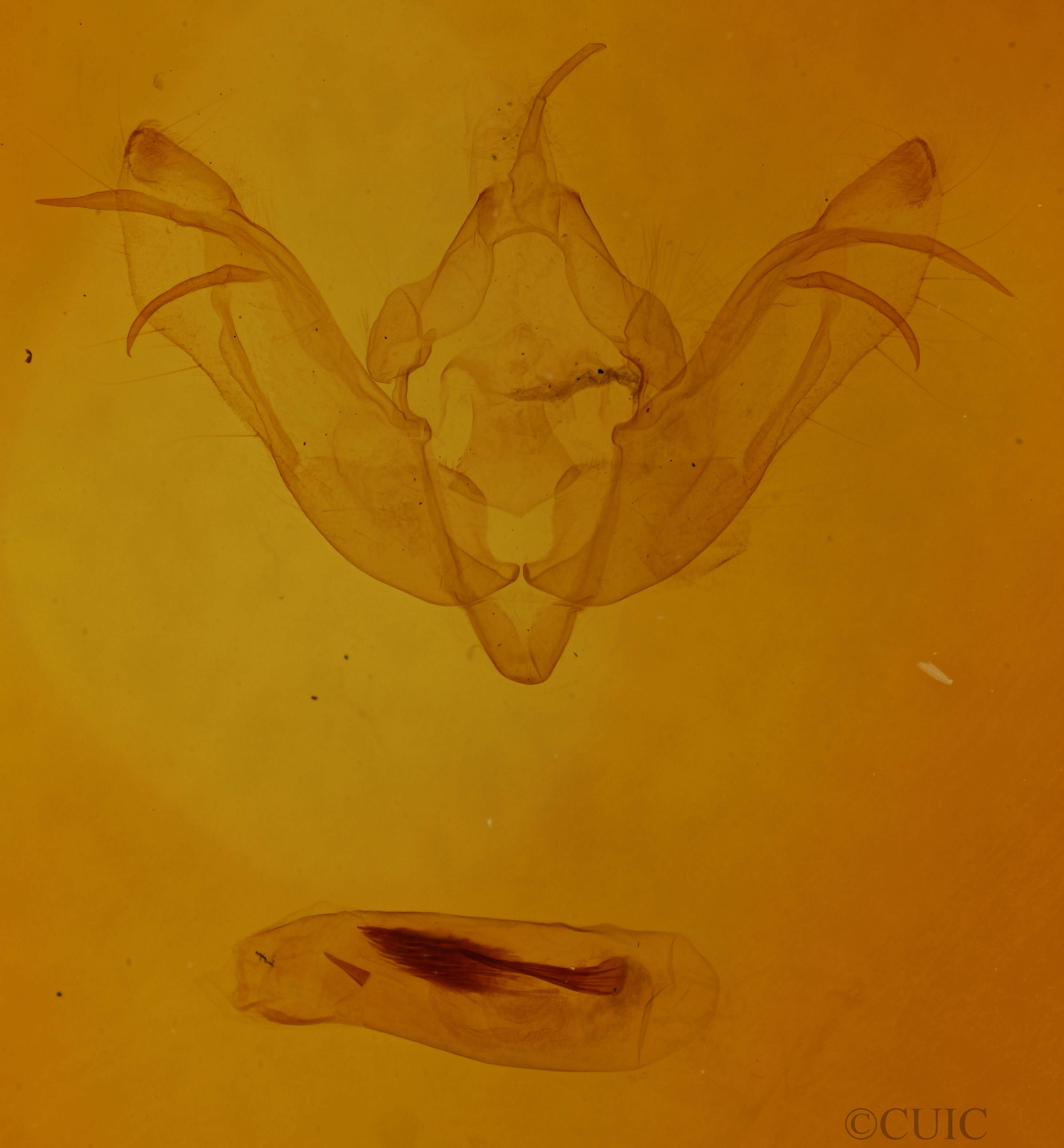 genitalia view of adult Tiliacea sulphurago