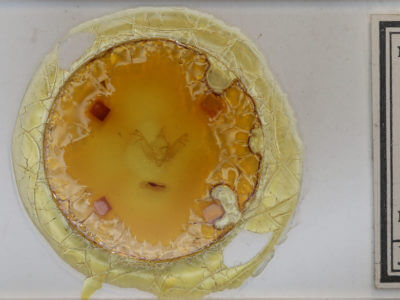 slide view of adult Tiliacea sulphurago