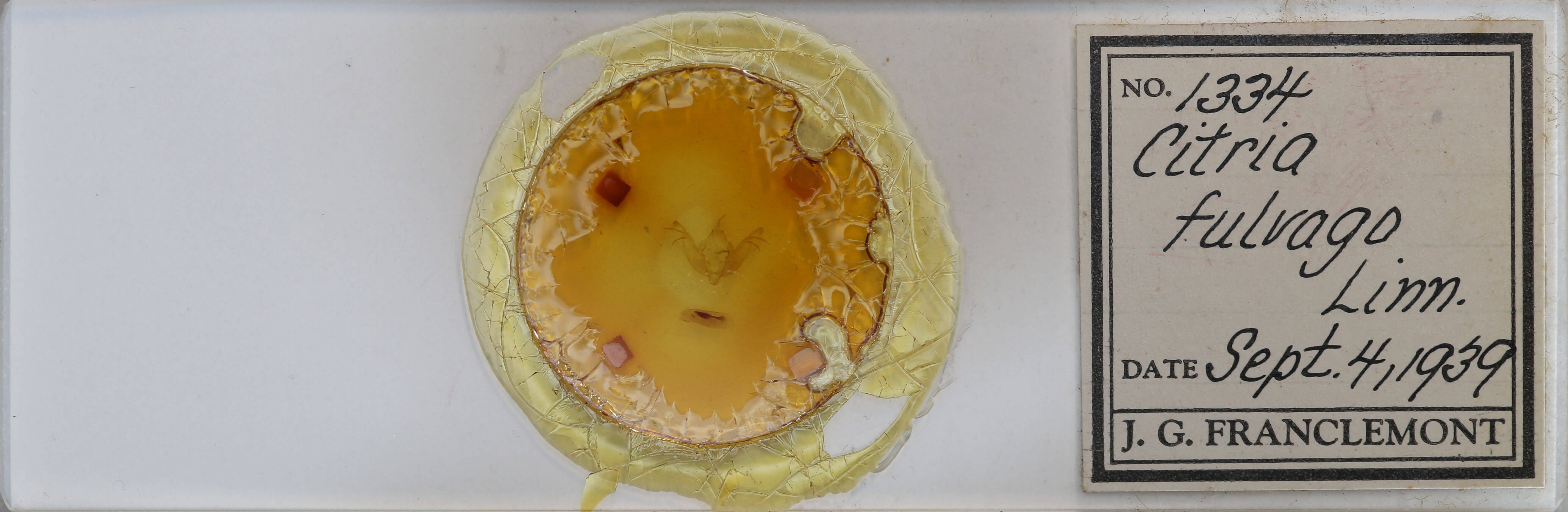 slide view of adult Tiliacea sulphurago