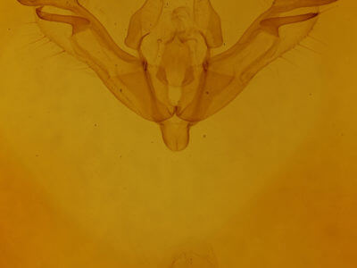 genitalia view of adult Xanthia gilvago