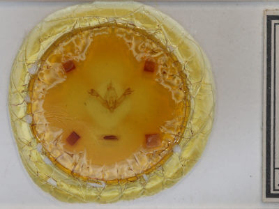 slide view of adult Xanthia gilvago