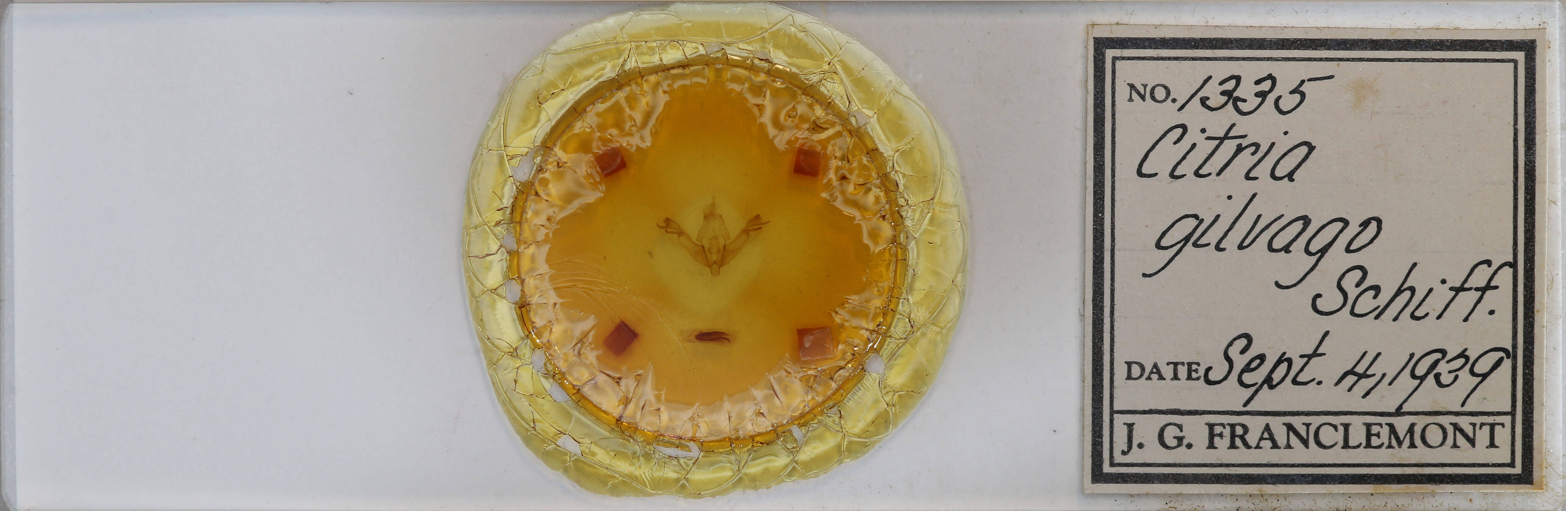 slide view of adult Xanthia gilvago