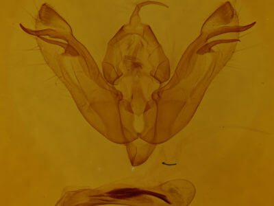 genitalia view of adult Xanthia tunicata