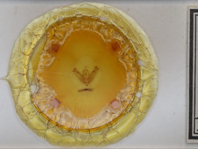 slide view of adult Xanthia tunicata