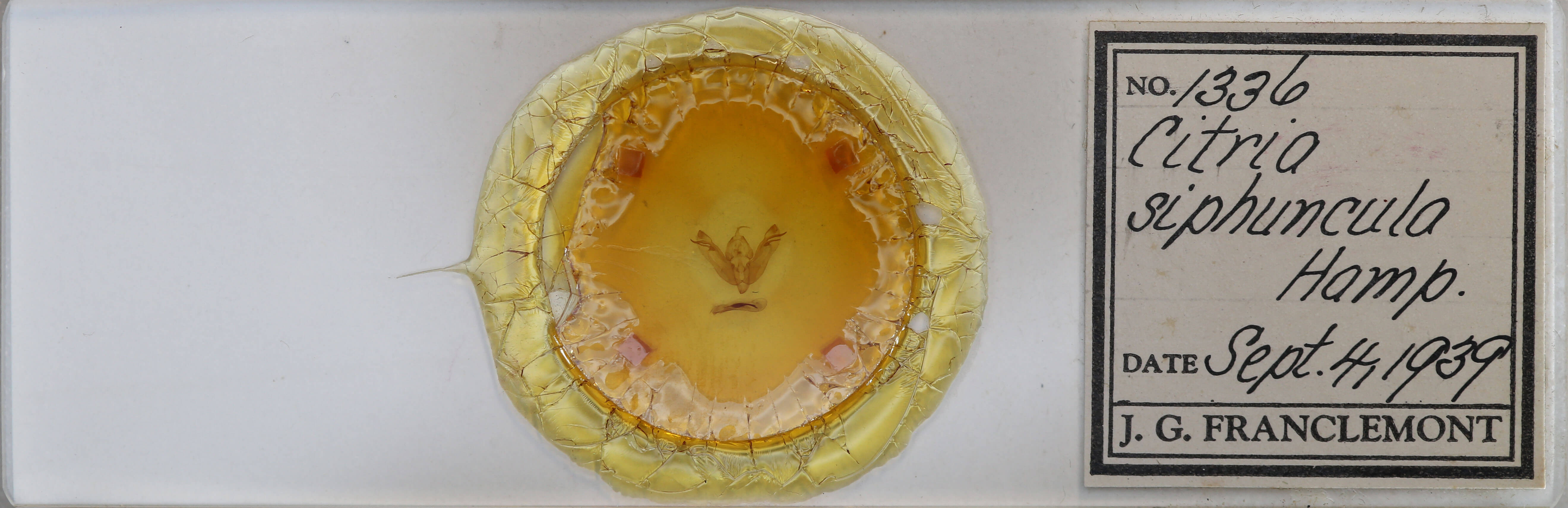 slide view of adult Xanthia tunicata