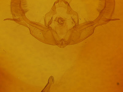 genitalia view of adult Tiliacea sulphurago