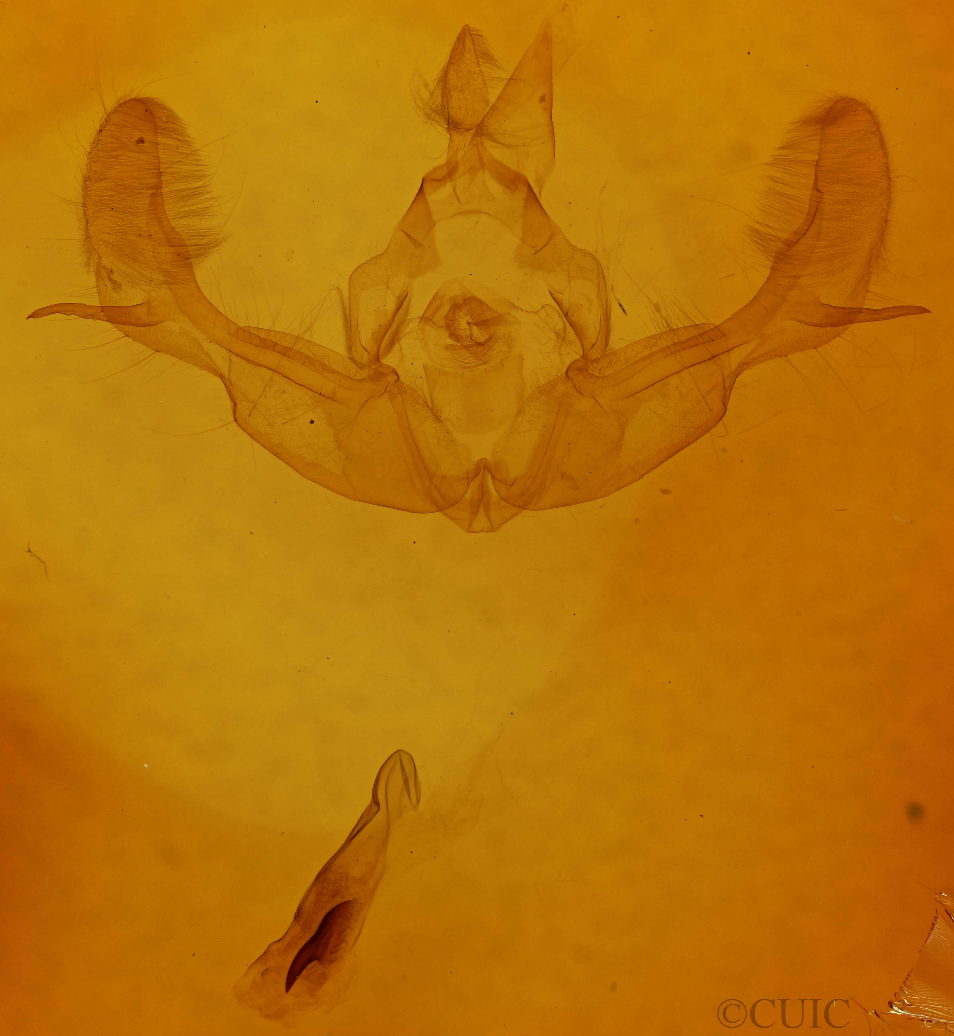 genitalia view of adult Tiliacea sulphurago
