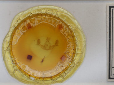 slide view of adult Tiliacea sulphurago