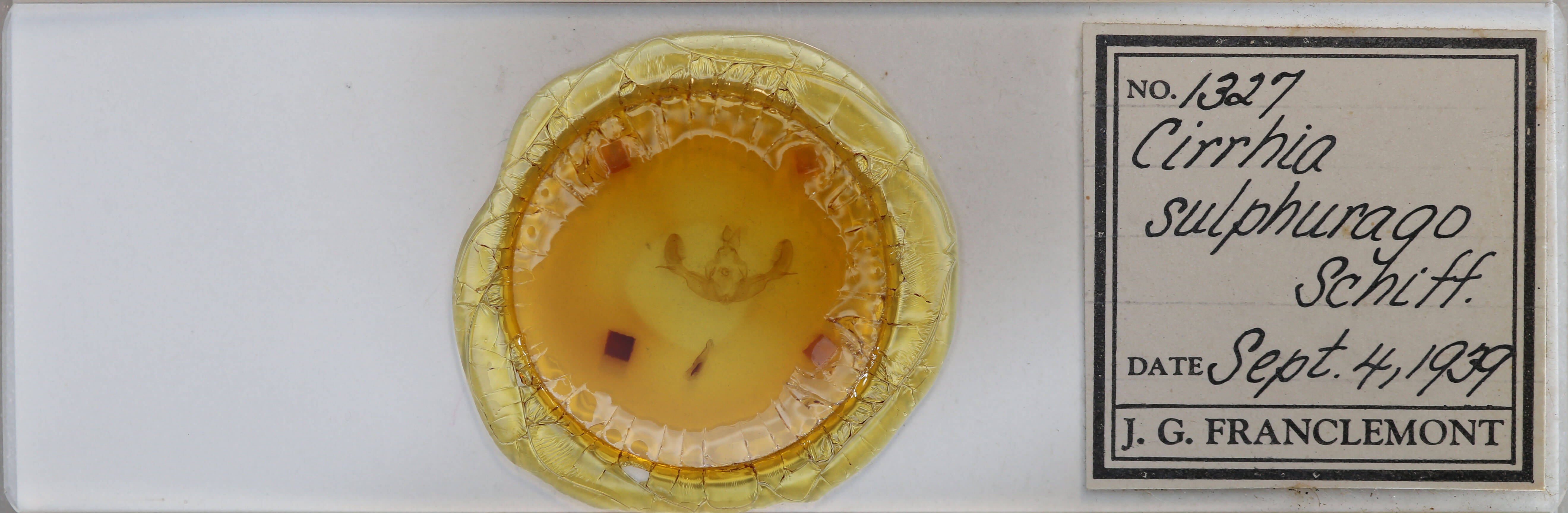 slide view of adult Tiliacea sulphurago