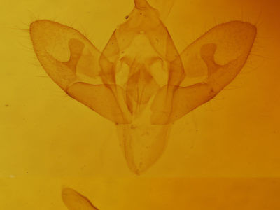 genitalia view of adult Cleonymia baetica