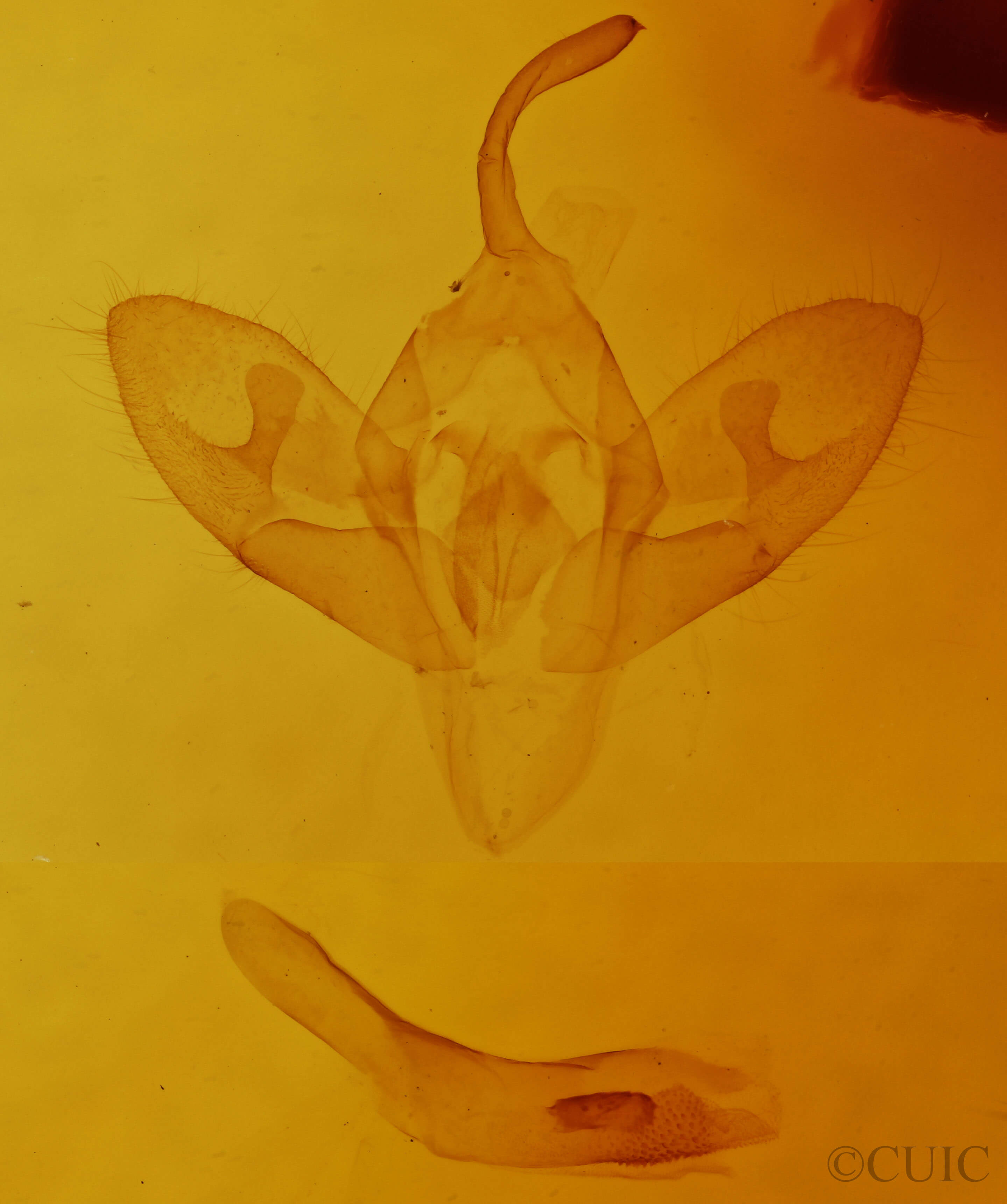 genitalia view of adult Cleonymia baetica