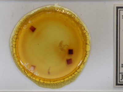 slide view of adult Cleonymia baetica