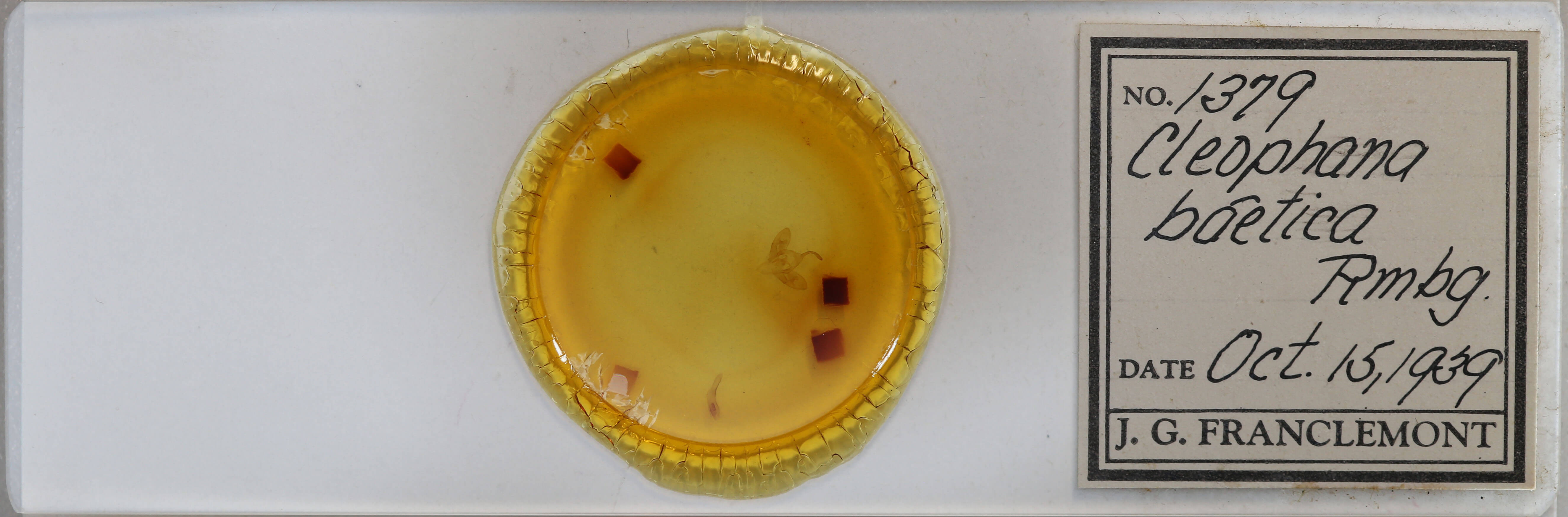 slide view of adult Cleonymia baetica