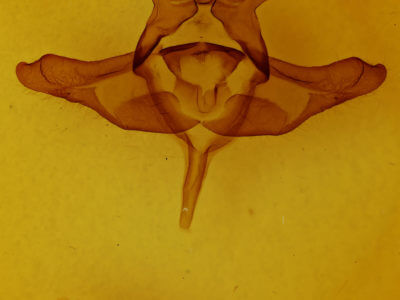 genitalia view of adult Colocasia propinquilinea