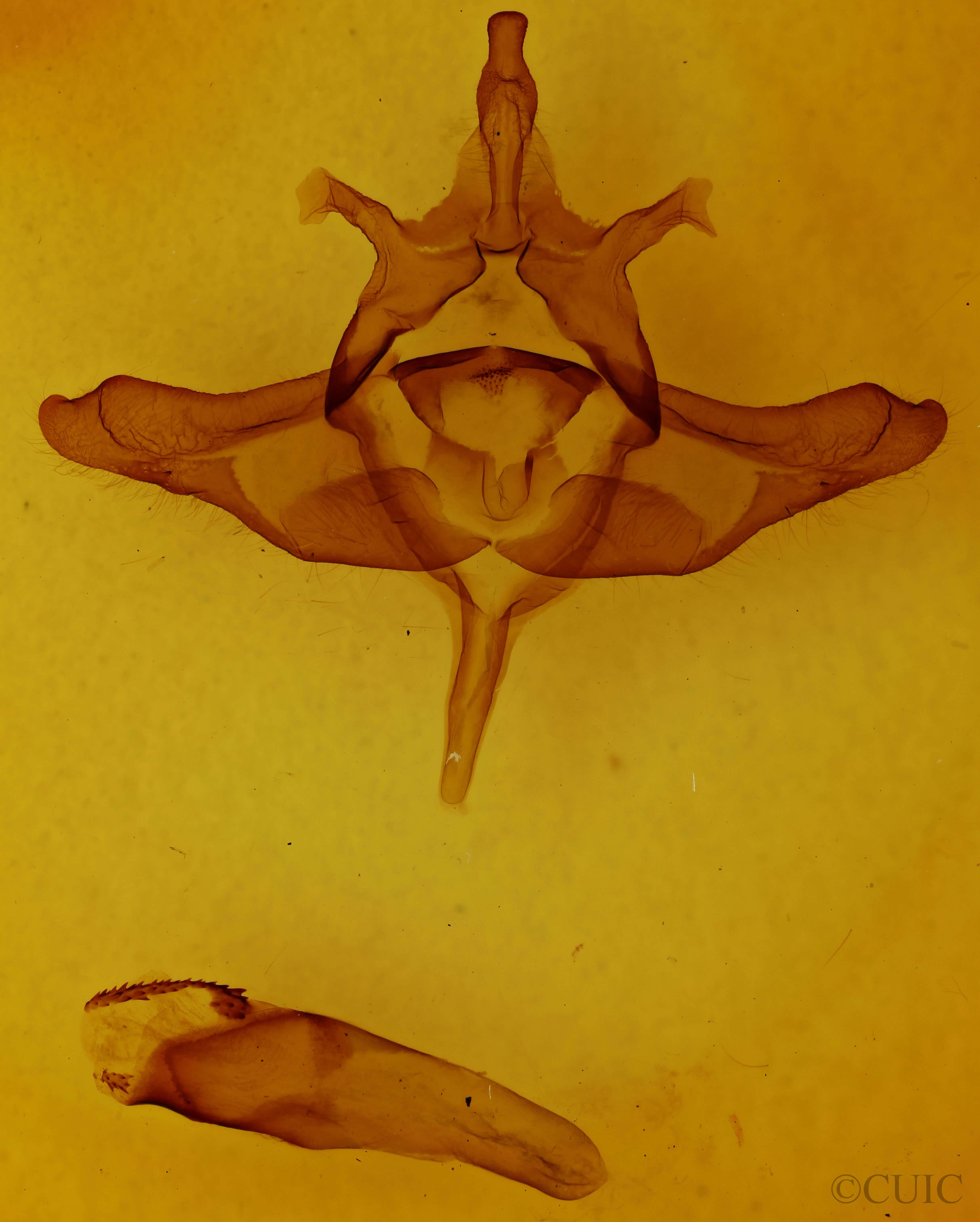 genitalia view of adult Colocasia propinquilinea