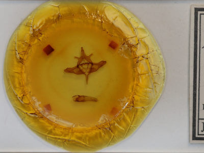 slide view of adult Colocasia propinquilinea