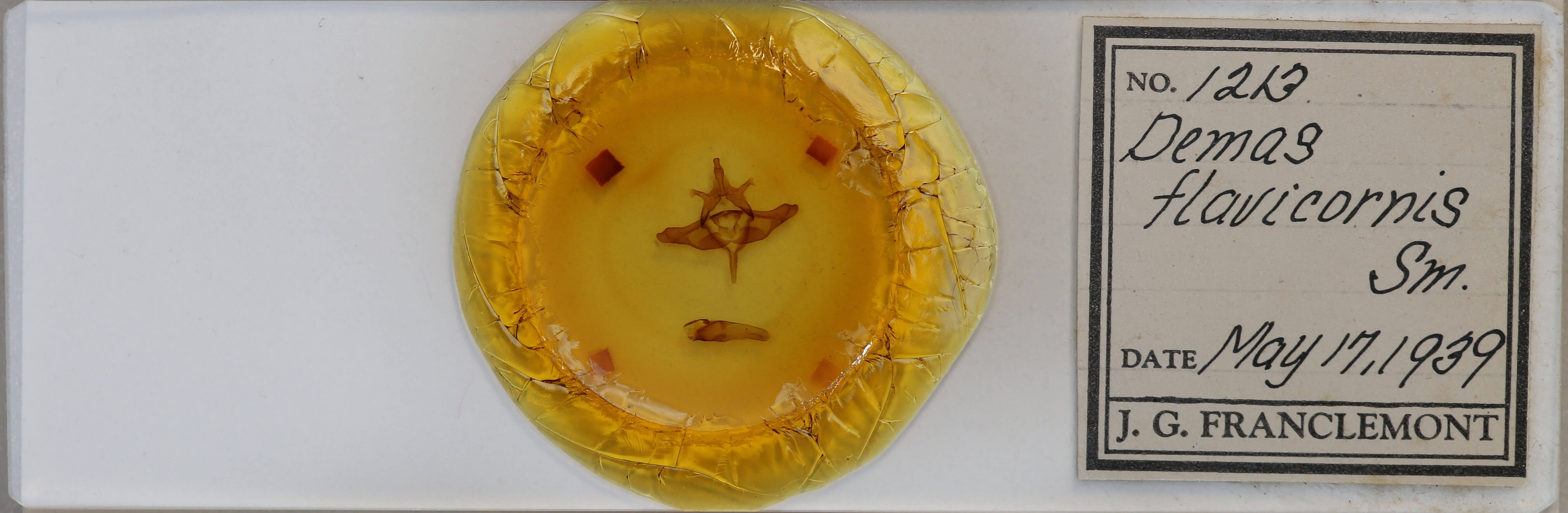 slide view of adult Colocasia propinquilinea