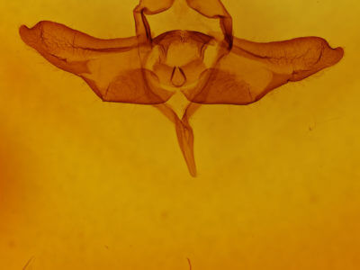 genitalia view of adult Colocasia flavicornis