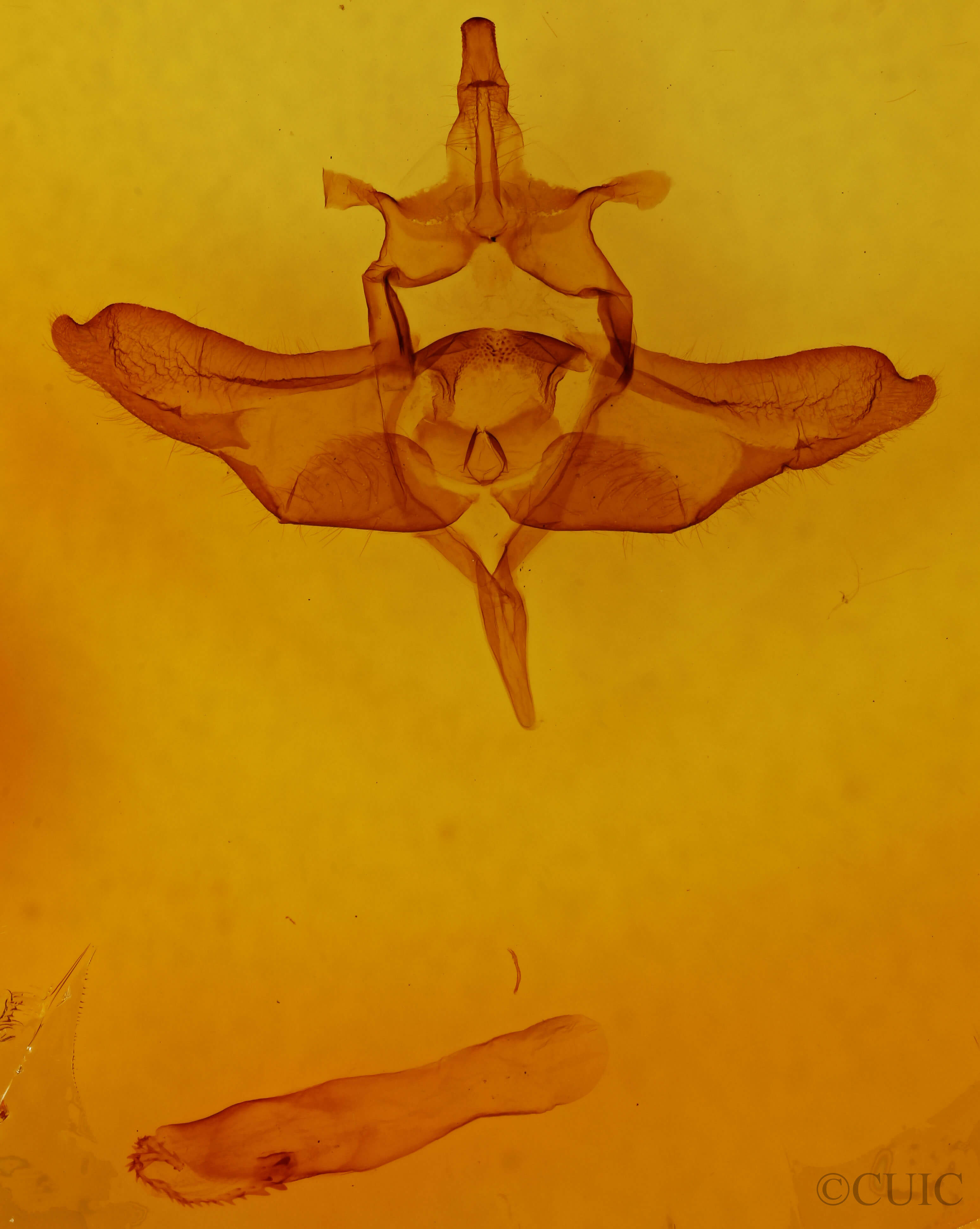 genitalia view of adult Colocasia flavicornis