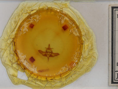 slide view of adult Colocasia flavicornis