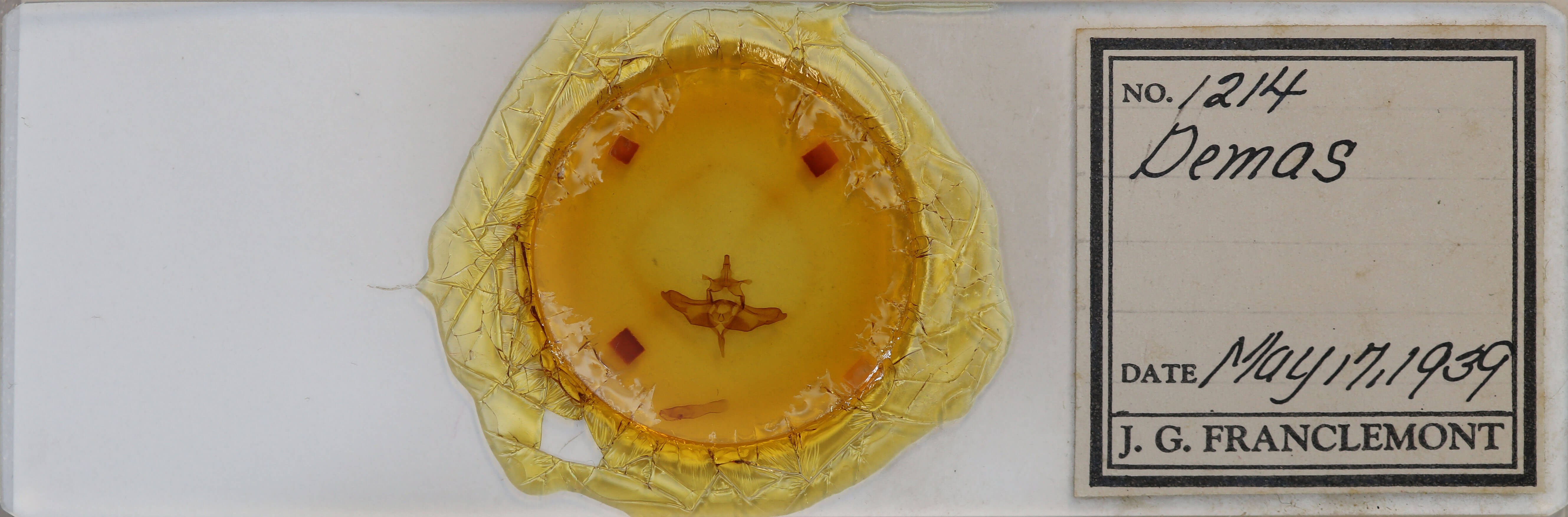 slide view of adult Colocasia flavicornis