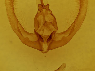genitalia view of adult Condica