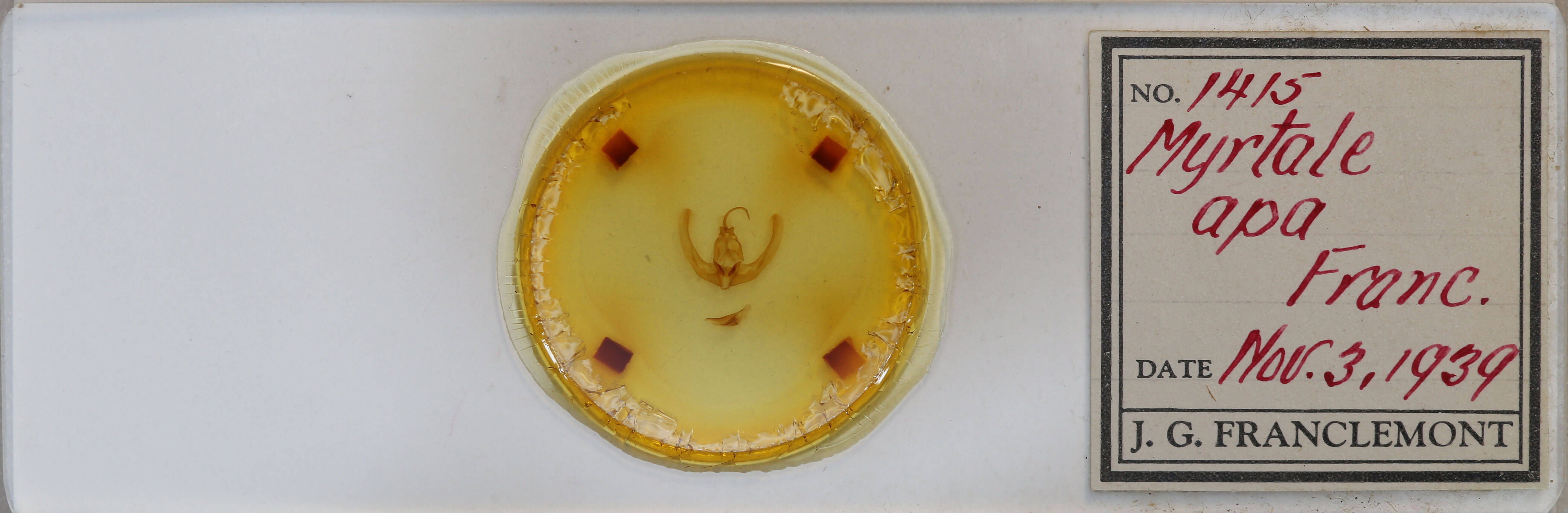 slide view of adult Condica