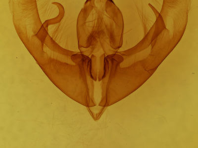 genitalia view of adult Condica confederata