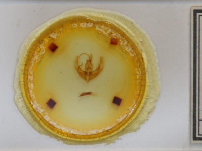 slide view of adult Condica confederata