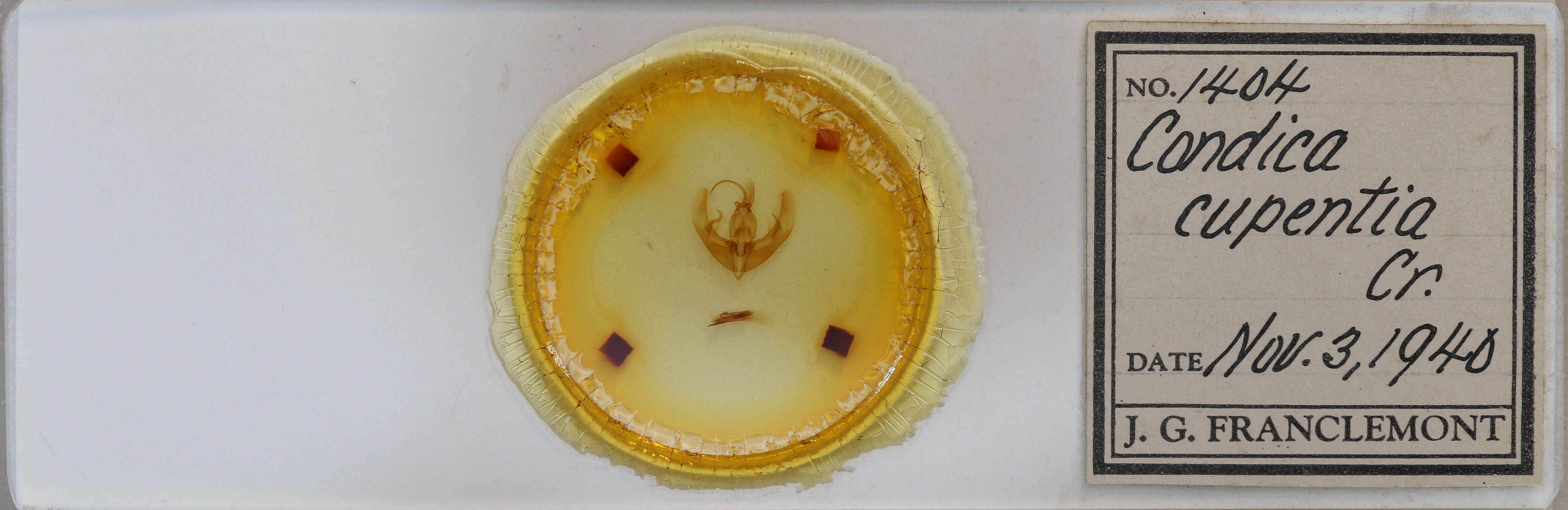 slide view of adult Condica confederata