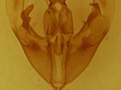 genitalia view of adult Condica cupentia
