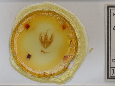 slide view of adult Condica cupentia