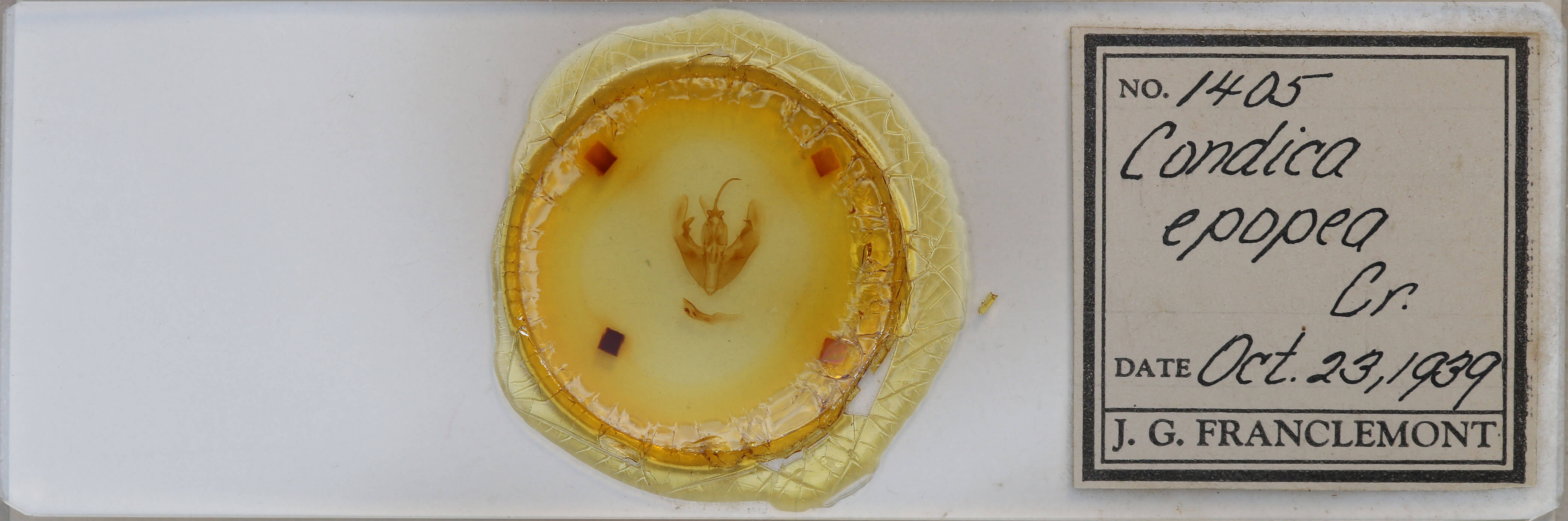 slide view of adult Condica cupentia