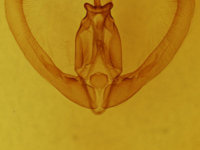 genitalia view of adult Condica