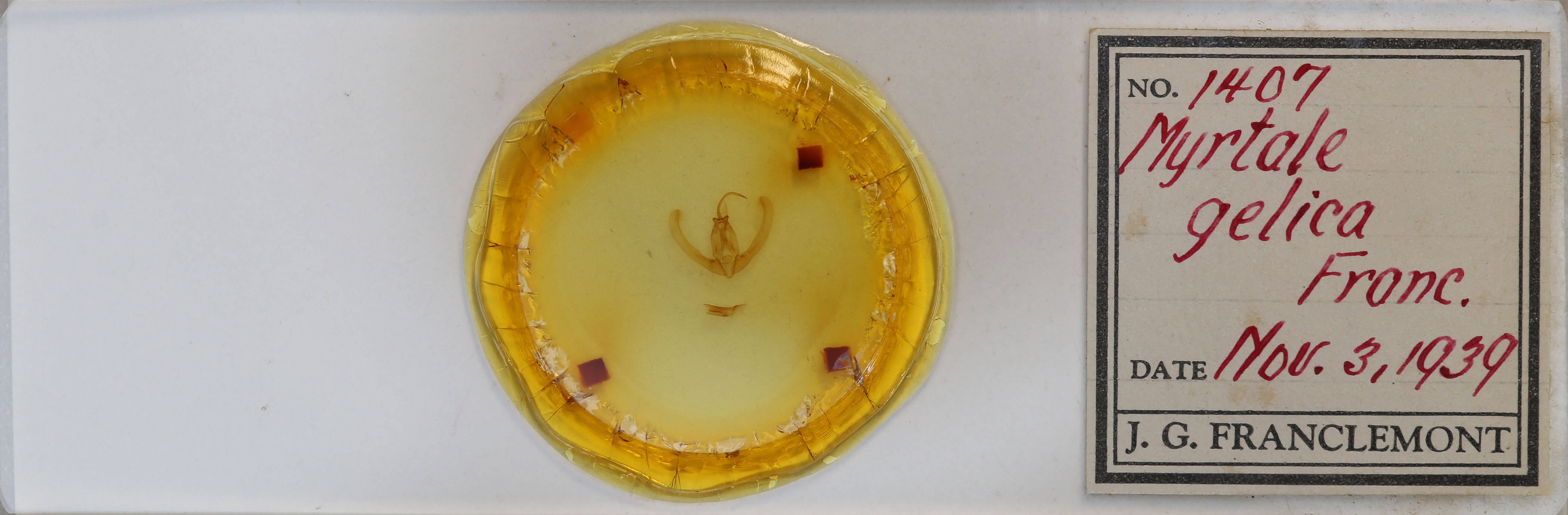 slide view of adult Condica