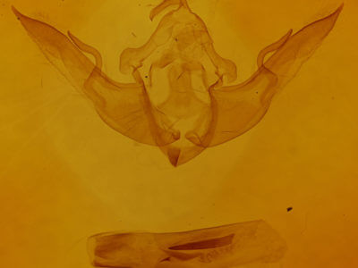 genitalia view of adult Conistra rubiginosa