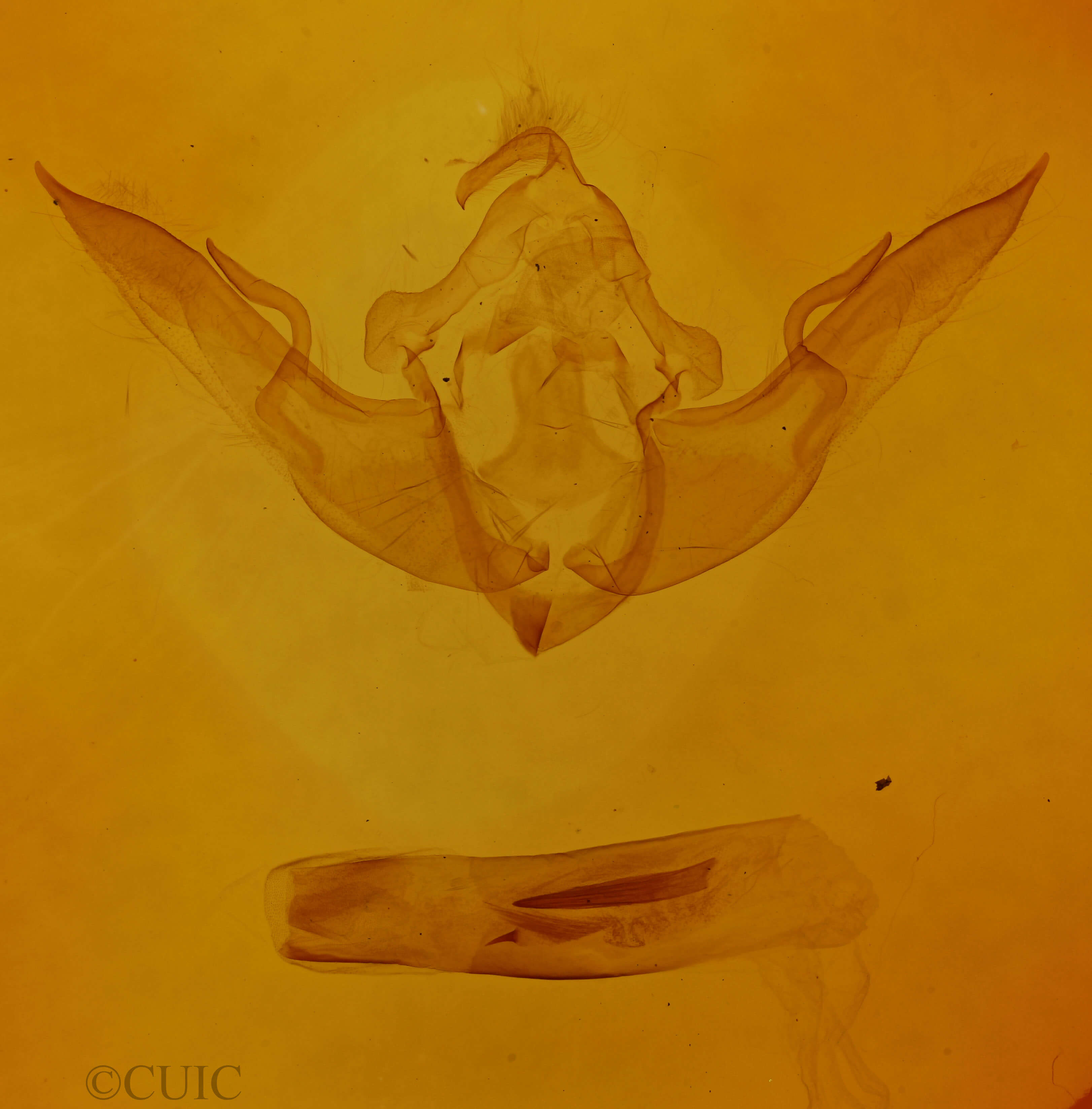 genitalia view of adult Conistra rubiginosa