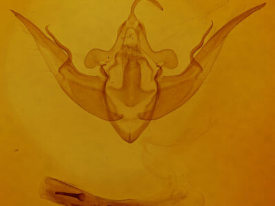 genitalia view of adult Conistra vaccinii