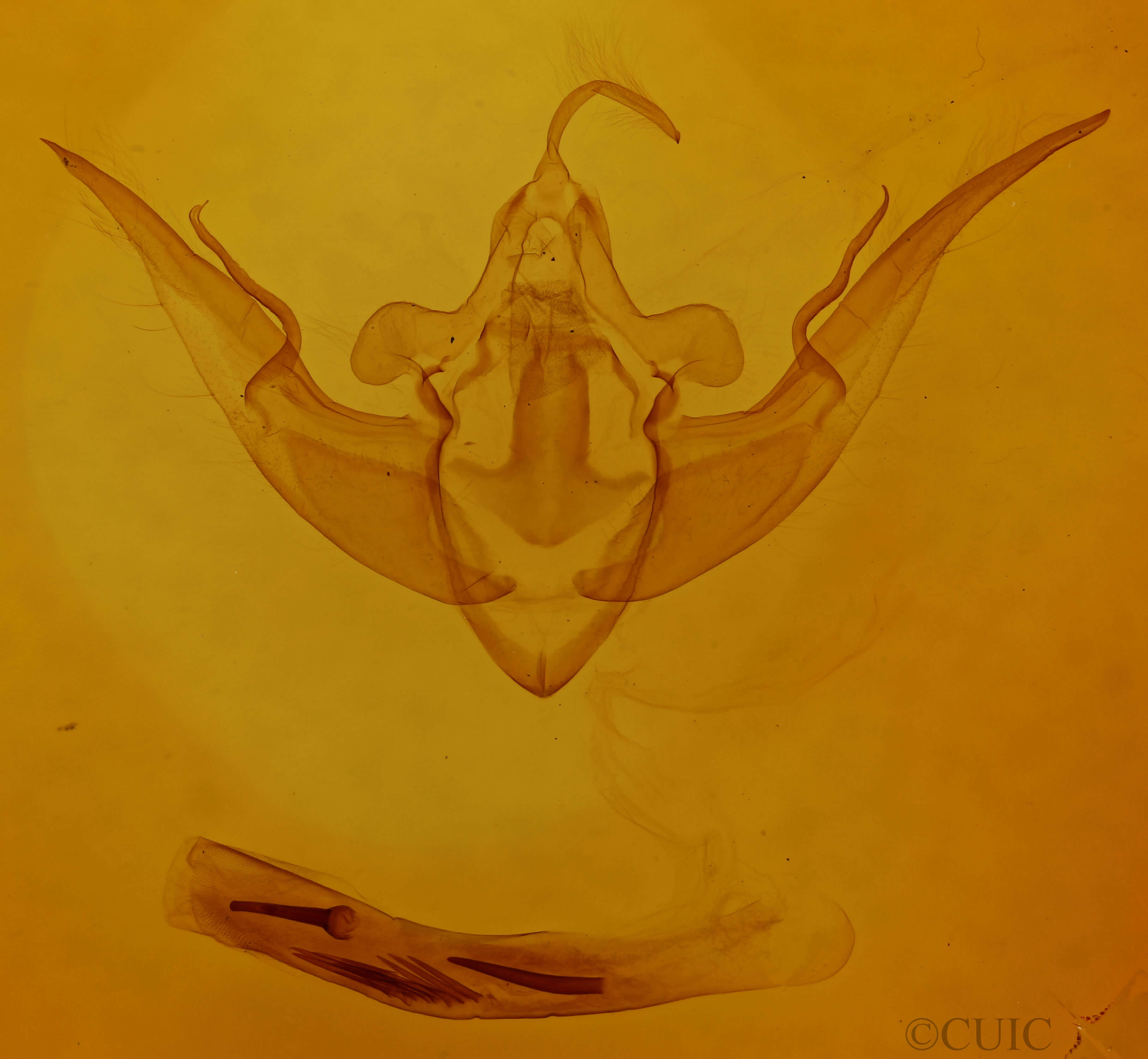 genitalia view of adult Conistra vaccinii