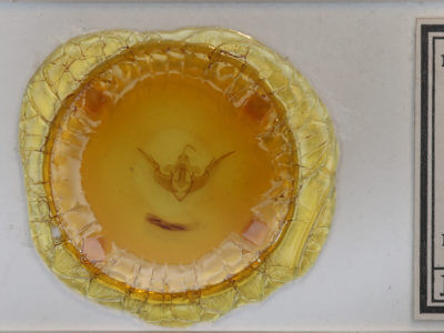 slide view of adult Conistra vaccinii