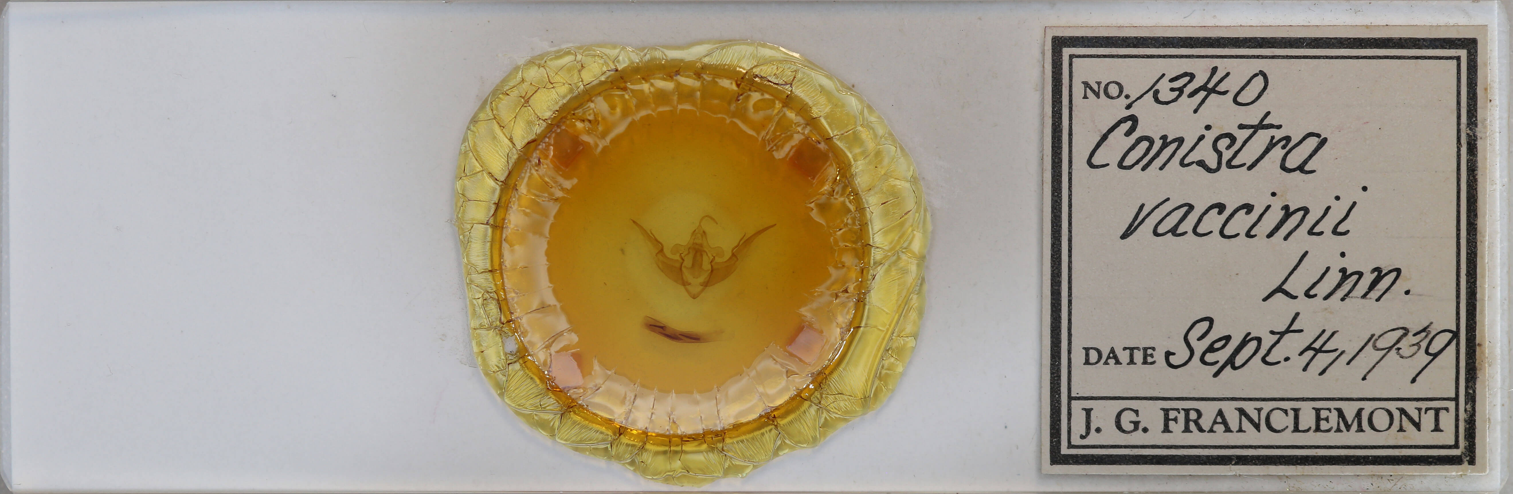 slide view of adult Conistra vaccinii