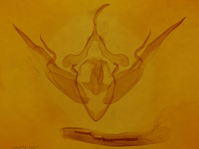 genitalia view of adult Conistra vaccinii