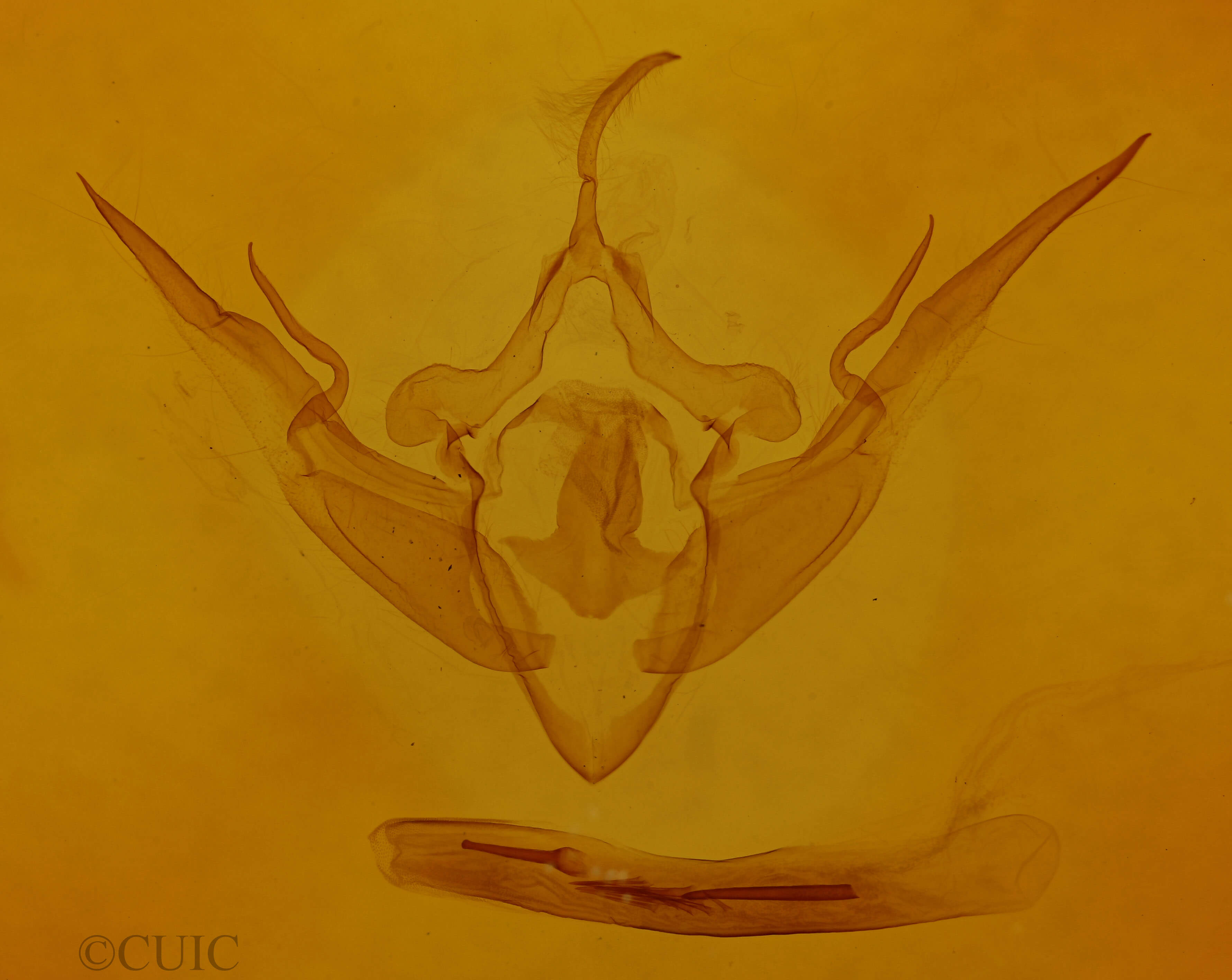 genitalia view of adult Conistra vaccinii